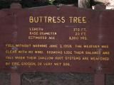 Buttress Tree Information Plaque