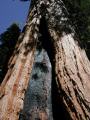Damaged Sequoia