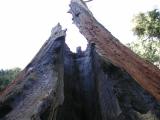 Chimney Tree